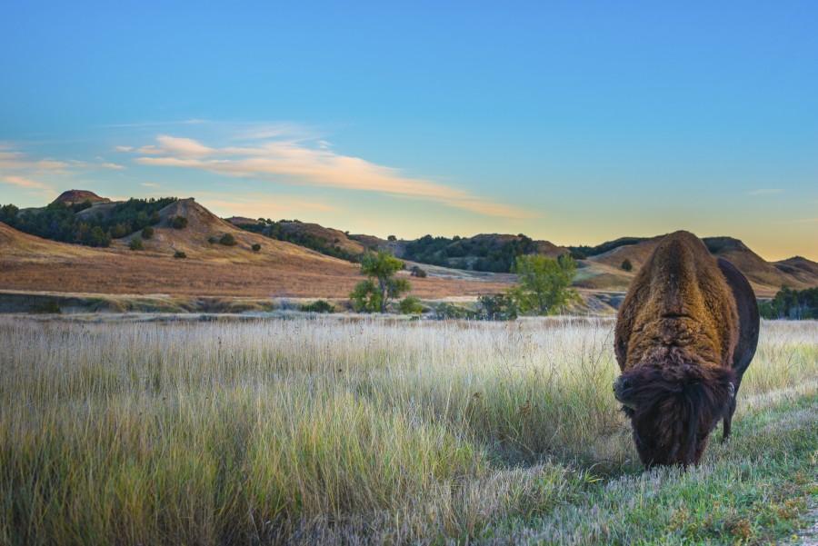 Badlands Bison – National Park Field Guide