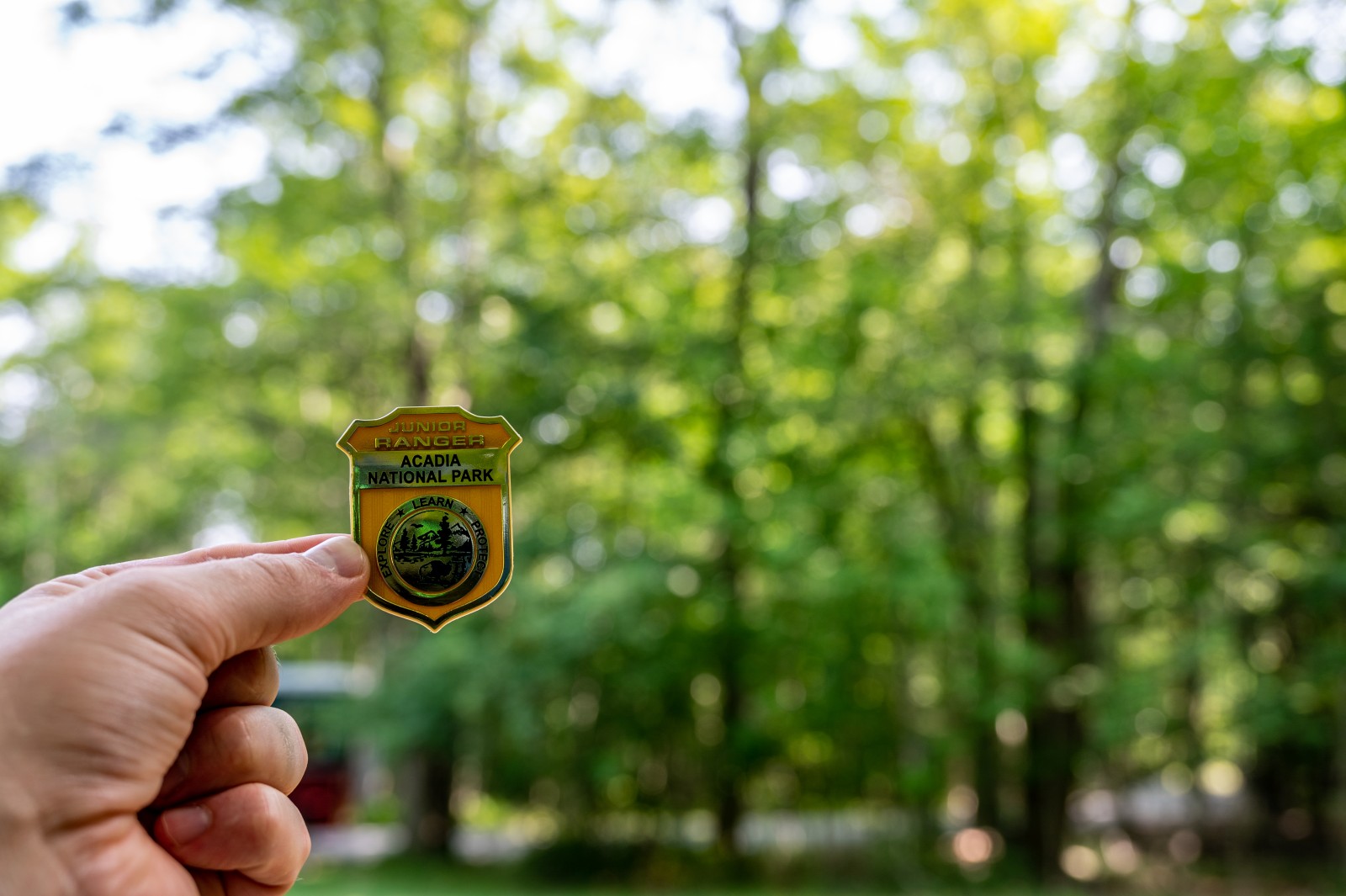 How To Become A National Park Junior Ranger: A Step-by-Step Guide ...